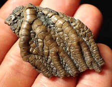 Detailed crinoid head for sale  BRISTOL