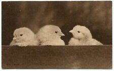 Baby chicks chicken for sale  North Haven