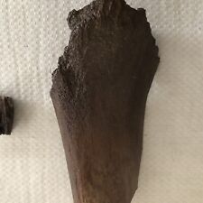 Mastodon bone tooth for sale  Zion