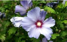 Graines alteas d'occasion  Lyon III