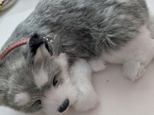 Perfect petzzz husky for sale  Houston