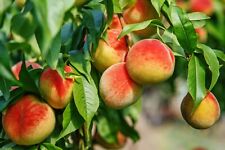 Bstbäume sorten birnenbaum gebraucht kaufen  Saterland