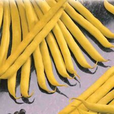 Golden wax bush for sale  Deltona