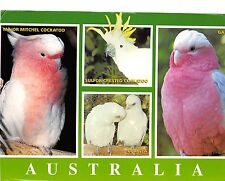 Bg20901 parrot major for sale  LONDON