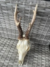 Rehbock rehgeweih 414g gebraucht kaufen  Coesfeld
