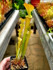 Sarracenia flava pender for sale  North Hampton