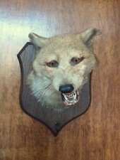 Taxidermy british fox for sale  HUDDERSFIELD