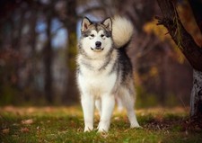 Cute siberian husky for sale  SELBY
