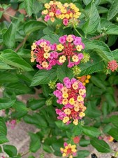 Lantana camara colori usato  San Tammaro