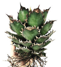 Agave titanota red usato  Napoli