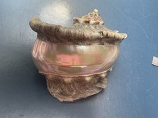 Perlmuttschnecke turbo marmora gebraucht kaufen  München