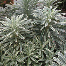 Euphorbia silver edge for sale  PETERBOROUGH
