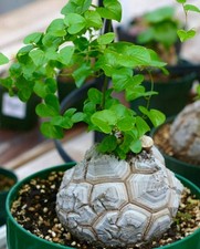 Dioscorea elephantipes elephan d'occasion  Expédié en France