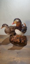 Beautiful mandarin duck for sale  Marble Falls
