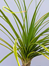 Ponytail palm pot for sale  Kissimmee