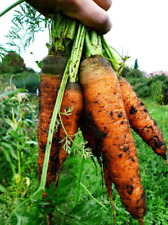Vegetable carrot autumn for sale  HIGH WYCOMBE