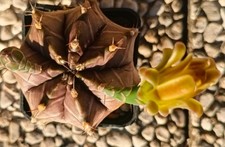 Gymnocalicium mihanovichii kik usato  Vanzaghello