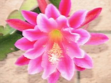 Large inch epiphyllum for sale  Santa Ana