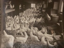 Stereoview real photo for sale  Folsom