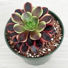 Aeonium superbang succulent for sale  San Jose