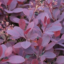 Cotinus royal purple for sale Cotinus royal purple for sale  GLASGOW