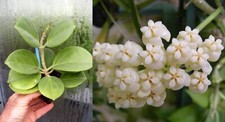 Hoya pachyclada rare d'occasion  Fumel