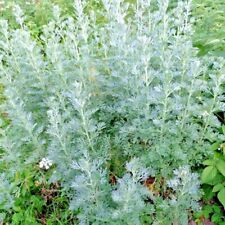 3000 wormwood absinthe for sale  Greenville