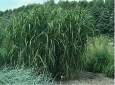 Stolzes riesenchinaschilf giga gebraucht kaufen  Kronburg