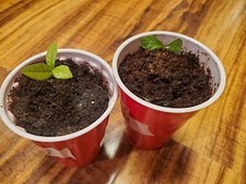 Live miracle fruit for sale  Medford