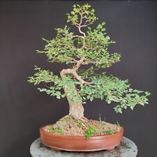 Bonsai esemplare olmo usato  San Pancrazio Salentino