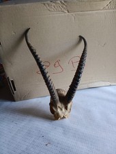 Trophée massacre gazelle d'occasion  Badonviller