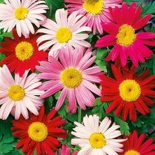 Painted daisy seeds for sale  Buffalo