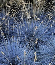 Plug plants blue for sale  BANBRIDGE