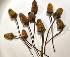 Fresh dried buzz for sale  Columbus