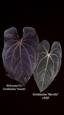 anthurium seeds for sale  Centerville