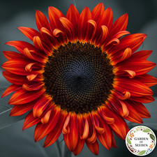 100 seeds pack for sale  STOKE-ON-TRENT