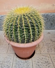 Echinocactus grusonii brevispi usato  Italia