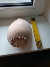 Large shell riesen gebraucht kaufen  Wolfsburg