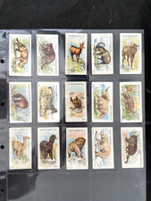 Adkin wild animals for sale  HARTLEPOOL