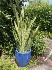 Sansevieria snake plant for sale  Naples