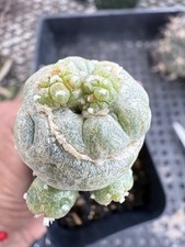 Rare cactus fricii for sale  Jurupa Valley
