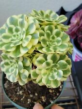 Imported maybach aeonium for sale  San Leandro