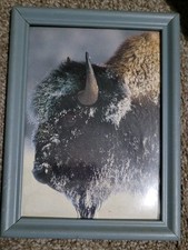 Framed american buffalo for sale  Sioux City