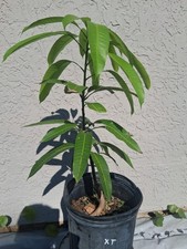Grafted mango elephant for sale  Palm Bay