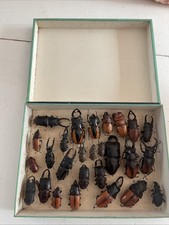 Cabinet curiosité entomologie d'occasion  Saint-Nom-la-Bretèche