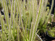 Drosera filliformis karnivore gebraucht kaufen  Zepernick