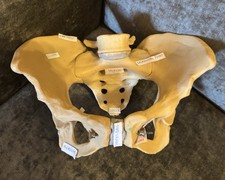 Anatomical pelvis antenatal for sale  WINDSOR