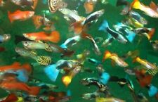 Lotto pesci acquario usato  Leffe