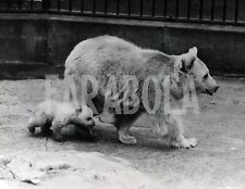Vintage animali zoo usato  Roma