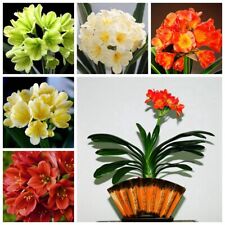 Pack clivia seeds d'occasion  Expédié en Belgium